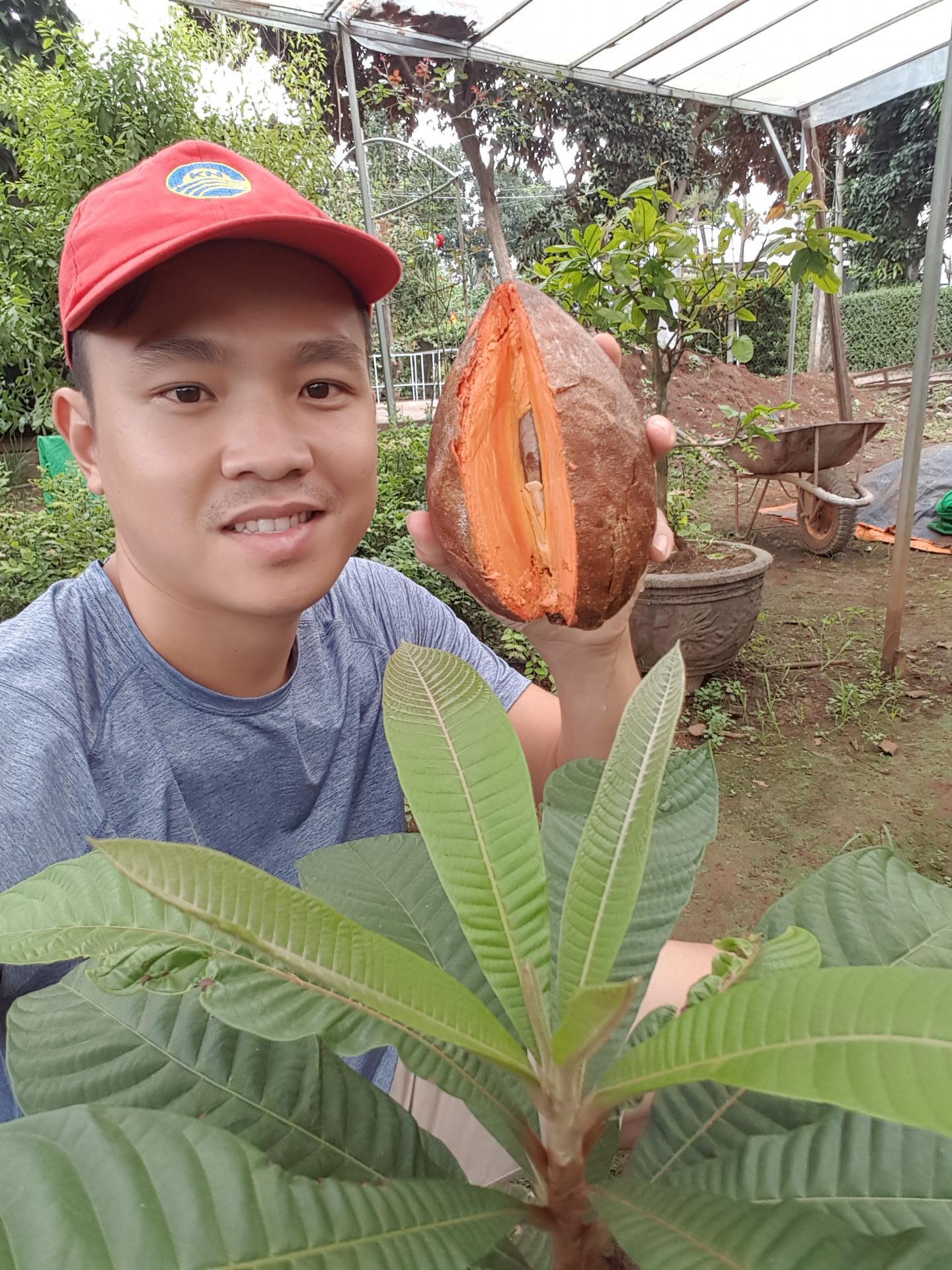 Hồng Xiêm Khổng Lồ