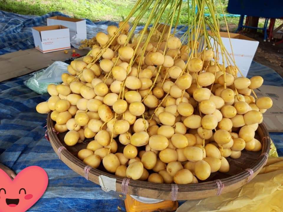 Chà là mô Barhee Vàng