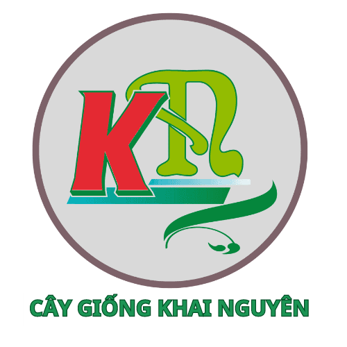 CÂY GIỐNG KHAI NGUYÊN