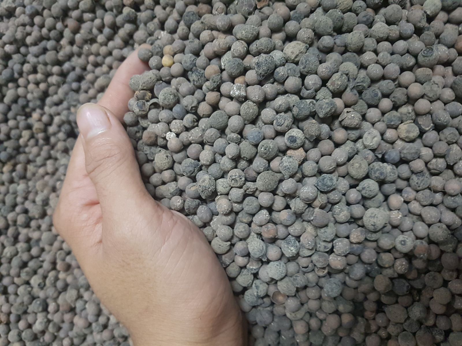 Hạt giống đàng hương trắng Ấn Độ