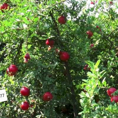 Lựu Đỏ Ấn Độ