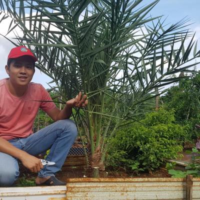 Chà là mô Barhee Vàng