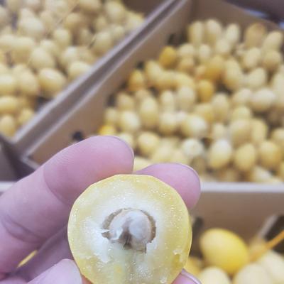 Chà là mô Barhee Vàng