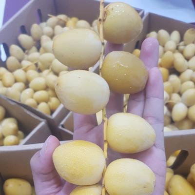 Chà là mô Barhee Vàng