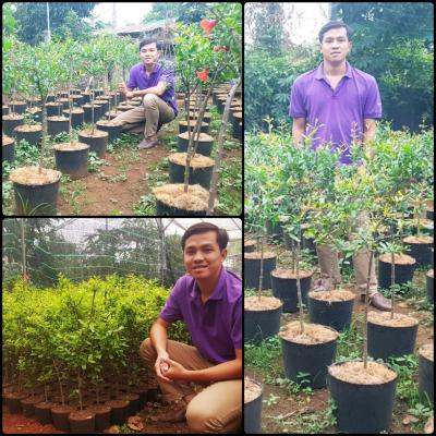 Lựu Đỏ Ấn Độ