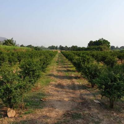 Lựu Đỏ Ấn Độ