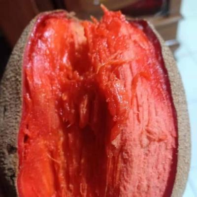 Hồng Xiêm Khổng Lồ