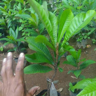 Hồng Xiêm Khổng Lồ