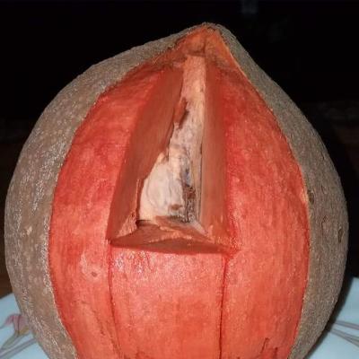 Hồng Xiêm Khổng Lồ