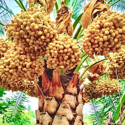 Chà là mô Barhee Vàng