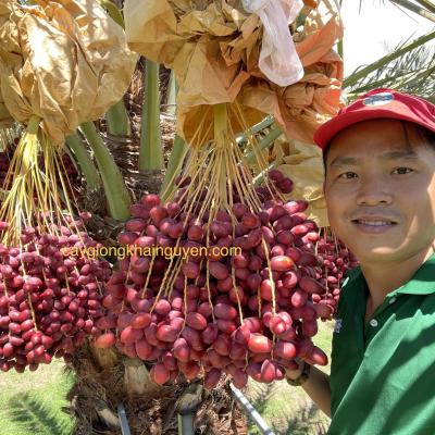 Chà là đỏ Konaizi - Rana