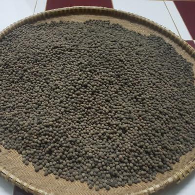 Hạt giống đàng hương trắng Ấn Độ