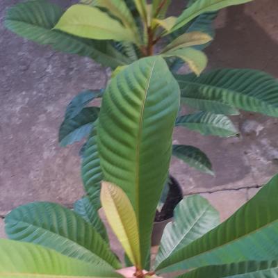 Hồng Xiêm Khổng Lồ